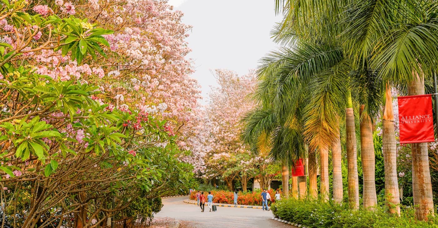 Tree-lined avenue on the Alliance University campus in bloom